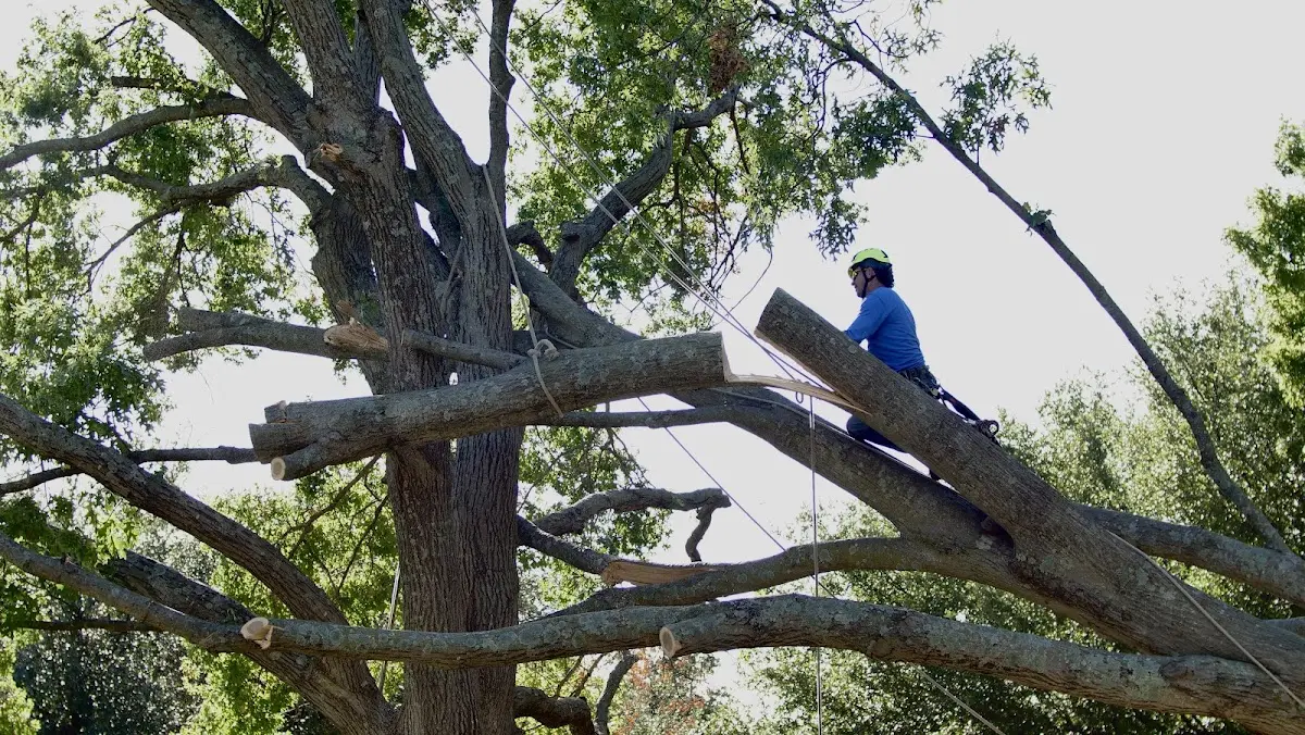 Professional Crown Thinning performed by certified arborists in Scio