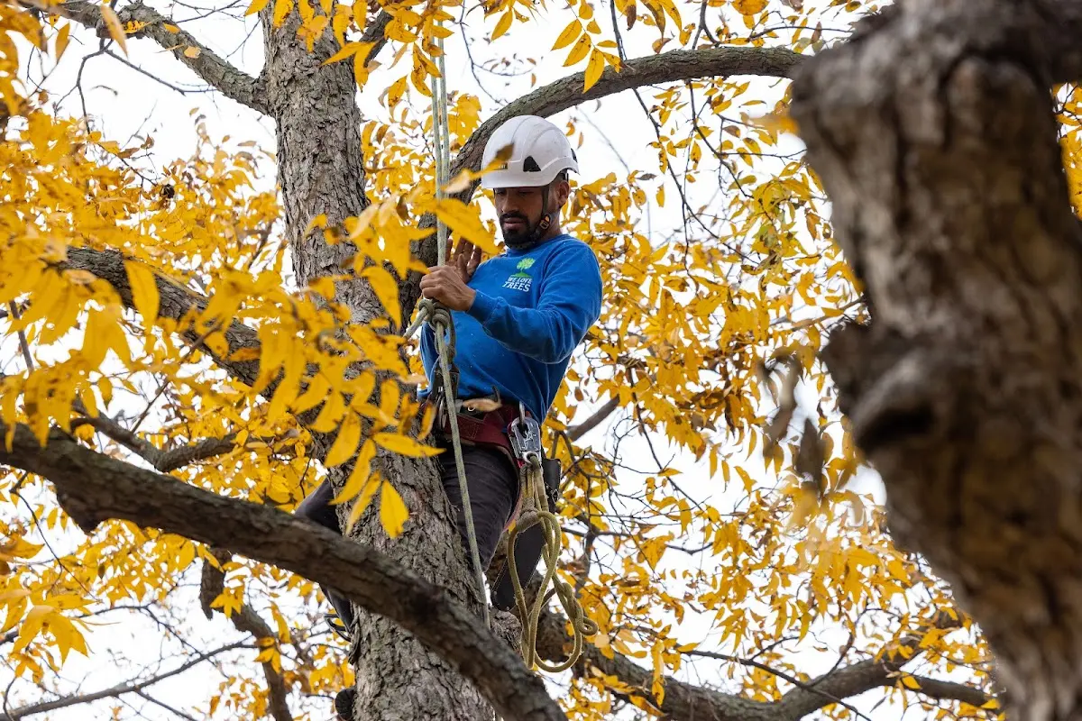 Skilled Emergency Tree Service crew working in Scio